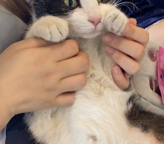 한국 고양이 무료분양
