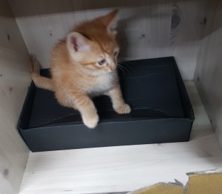 한국 고양이 무료분양