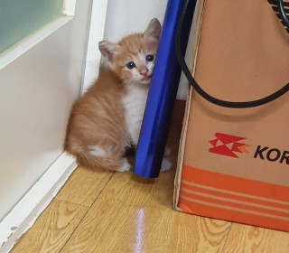 한국 고양이 무료분양