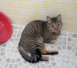 한국 고양이 무료분양