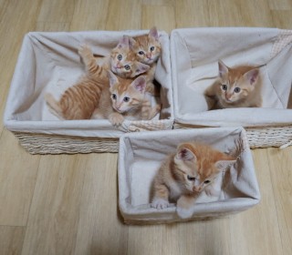 한국 고양이 무료분양