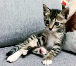 아메리칸 숏헤어 무료분양