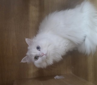 터키쉬앙고라 무료분양