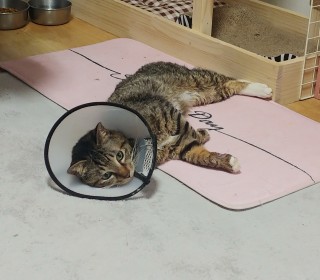 한국 고양이 무료분양