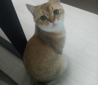 브리티쉬숏 무료분양