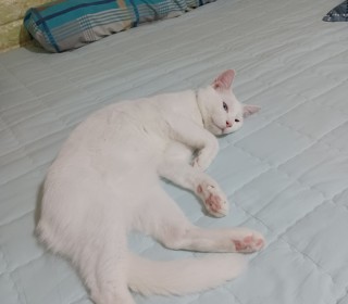 터키쉬앙고라 무료분양