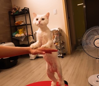 터키쉬앙고라 무료분양