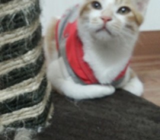 한국 고양이 무료분양