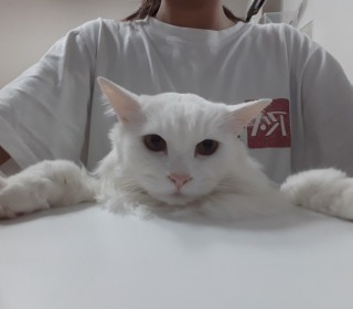 터키쉬앙고라 무료분양