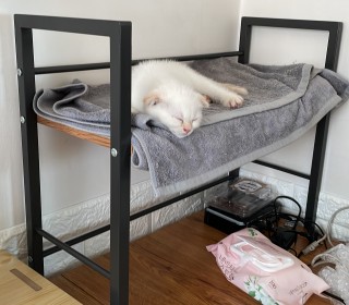 브리티쉬숏 무료분양