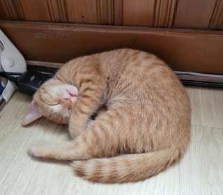 한국 고양이 무료분양