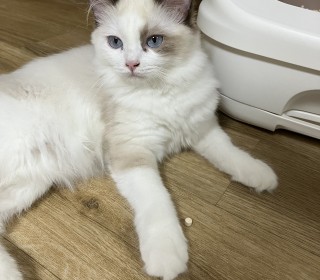 렉돌 무료분양