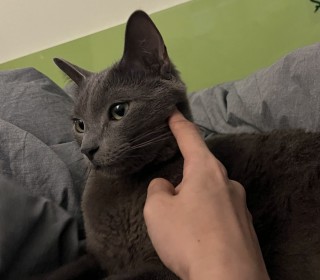 러시안 블루 무료분양