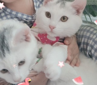 아메리칸 숏헤어 무료분양