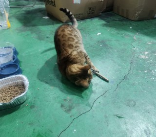 기타 무료분양