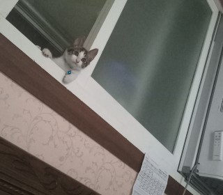 한국 고양이 무료분양