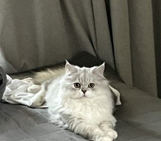 페르시안 무료분양