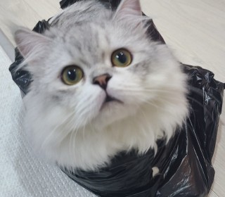 페르시안 무료분양