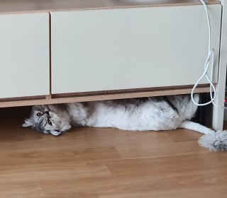 기타 무료분양