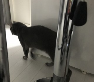 러시안 블루 무료분양