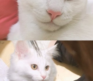 터키쉬앙고라 무료분양