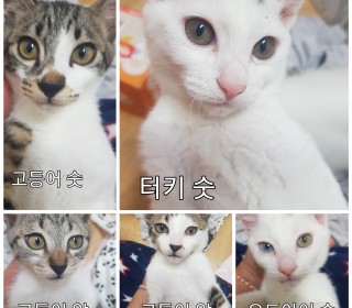 한국 고양이 무료분양