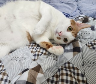 한국 고양이 무료분양