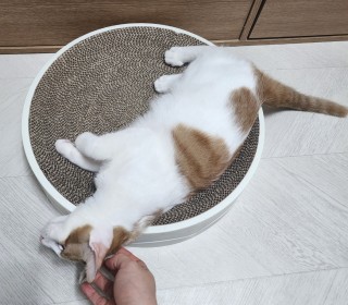 한국 고양이 무료분양