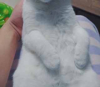 스코티쉬 폴드 무료분양