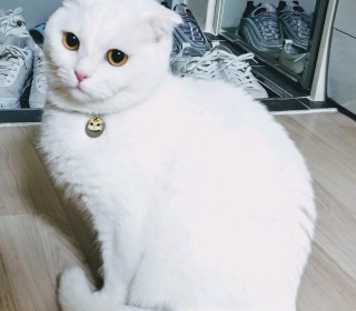 스코티쉬 폴드 무료분양