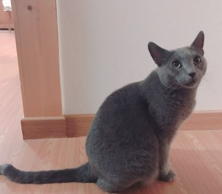 러시안 블루 무료분양
