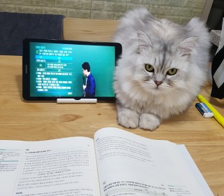 페르시안 무료분양