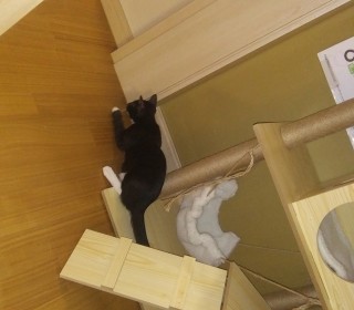 한국 고양이 무료분양