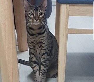 기타 무료분양