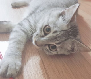 기타 무료분양