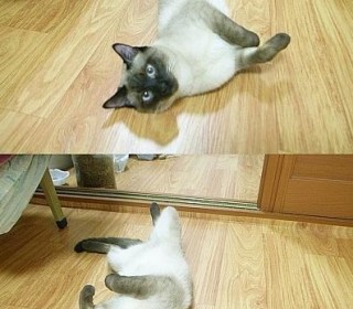 샴 무료분양