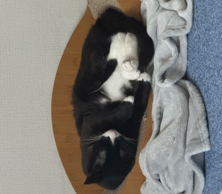 한국 고양이 무료분양