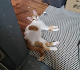 한국 고양이 무료분양
