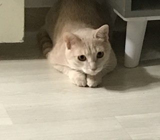 기타 무료분양