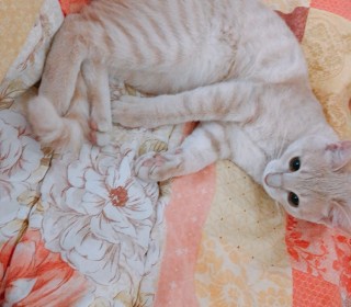 한국 고양이 무료분양