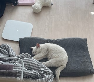 기타 무료분양