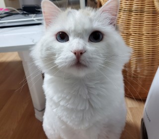 기타 무료분양