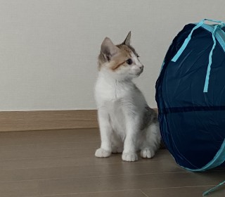 한국 고양이 무료분양
