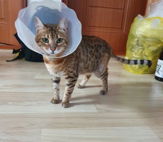 기타 무료분양