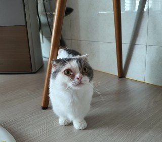 스코티쉬 폴드 무료분양