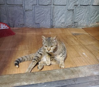 한국 고양이 무료분양