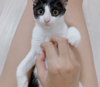 한국 고양이 무료분양