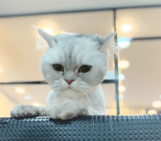 페르시안 무료분양