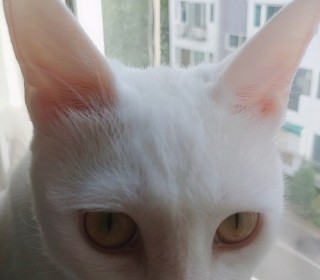 한국 고양이 무료분양