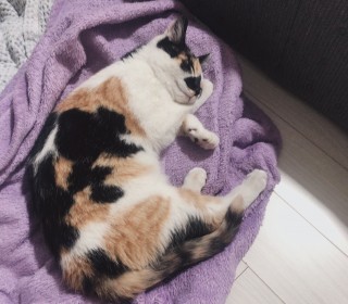 한국 고양이 무료분양